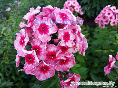 374. Phlox	paniculata	Stars and Stripes