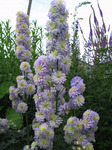 388. Delphinium	elatum	Delphi's Moonlight