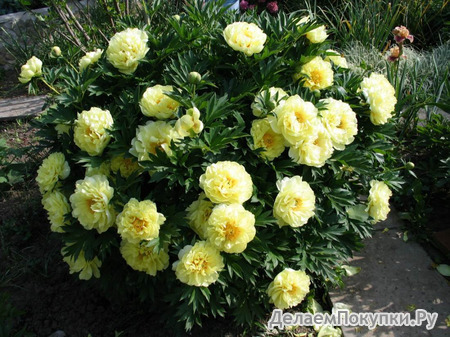 4. Paeonia	Itoh	Bartzella 02/03