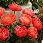 5. Paeonia	Coral Sunset