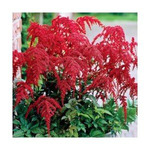 26. Astilbe arendsii Red Charm 02/03