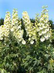 32.Delphinium elatum	Sungleam	03/05