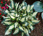 54.Hosta Loyalist