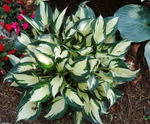 54.Hosta Loyalist