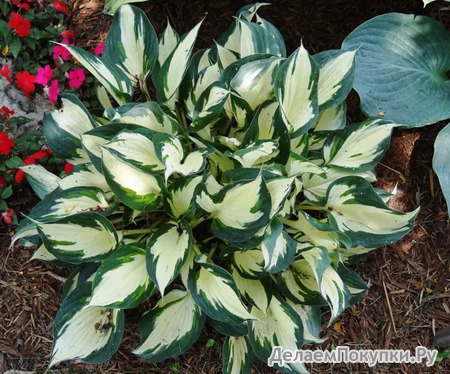 54.Hosta Loyalist