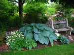 66.Hosta Blue Angel