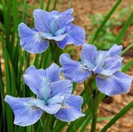 91.Iris Sibirica Dear Delight