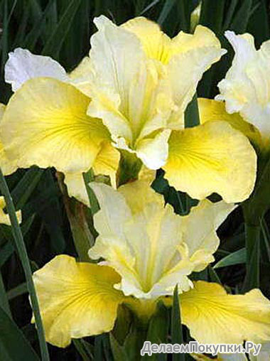 95.Iris Sibirica Summer Revels