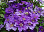 98.Clematis Ashva