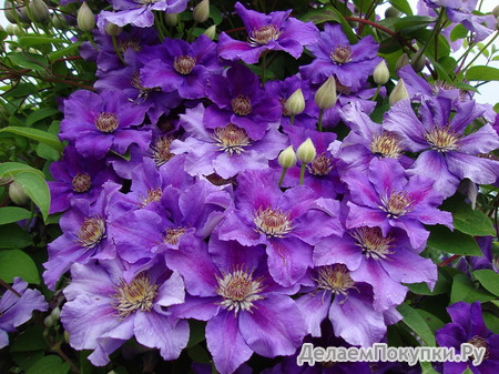 98.Clematis Ashva