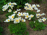 110. Anemone sylvestris