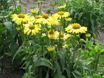 130. Echinacea purpurea	Cleopatra