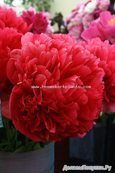 140. Paeonia	Command Performance	03/05