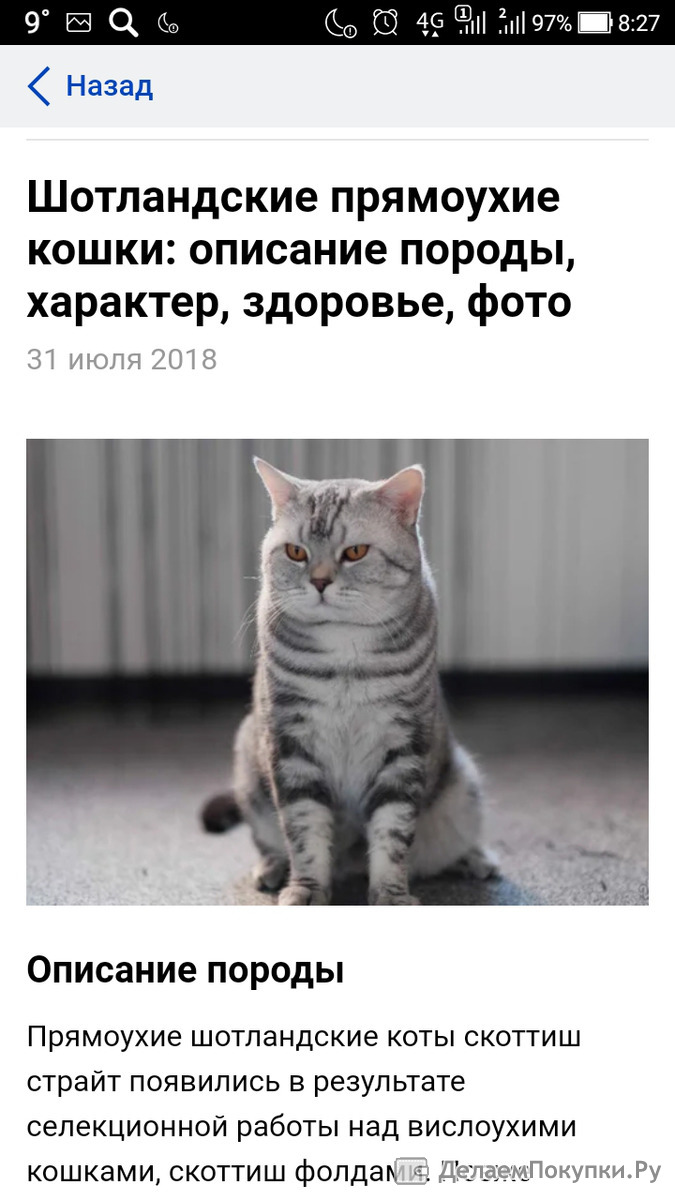 Шотландская прямоухая кошка характер