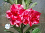 Adenium Obesum	Excellent Lover 5 