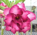 Adenium Obesum	KO_136 (5)