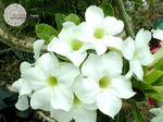 Adenium Obesum Angel 5 