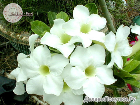 Adenium Obesum Angel 5 