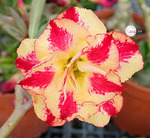 Adenium Obesum	KO_128 (5)