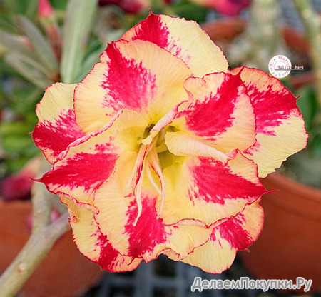 Adenium Obesum	KO_128 (5)