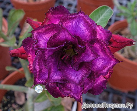Adenium Obesum	KO_127 (5)