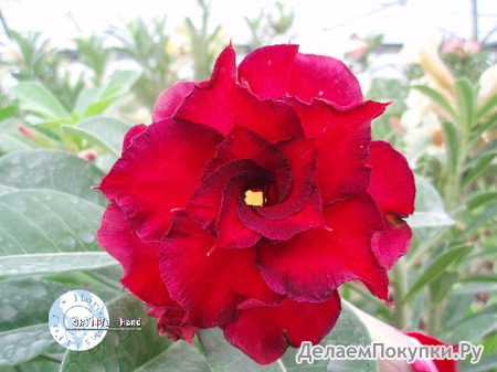 Adenium Obesum	Fire Fenghwang 5 