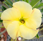 Adenium Obesum	KO_125 (5)