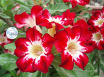 Adenium Obesum	Flame of Love 5 