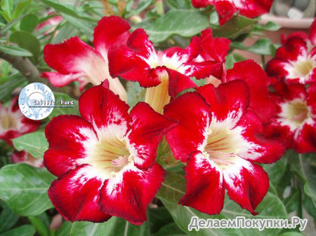 Adenium Obesum	Flame of Love 5 