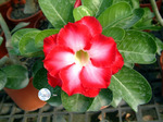 Adenium Obesum	Fragrant Cloud 5 