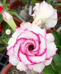 Adenium Obesum	KO_120 (5)