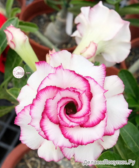 Adenium Obesum	KO_120 (5)