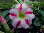 Adenium Obesum	Fragrant Delight 5 