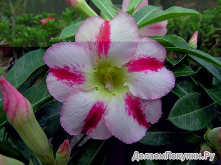 Adenium Obesum	Fragrant Delight 5 