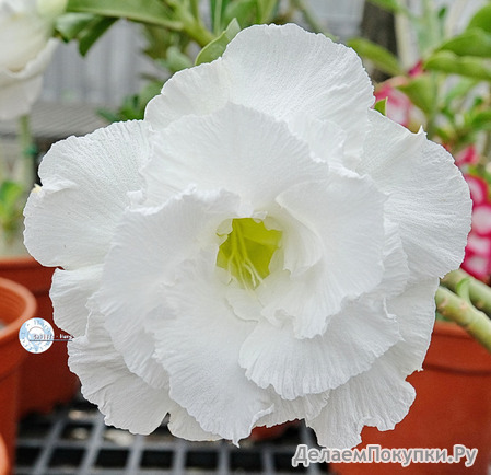 Adenium Obesum	KO_111 (5)