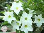 Adenium Obesum	Fragrant Star 5 