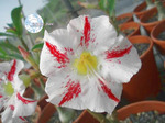 Adenium Obesum	Garden Party 5 