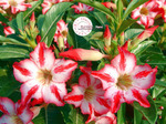 Adenium Obesum	Harry Potter 5 