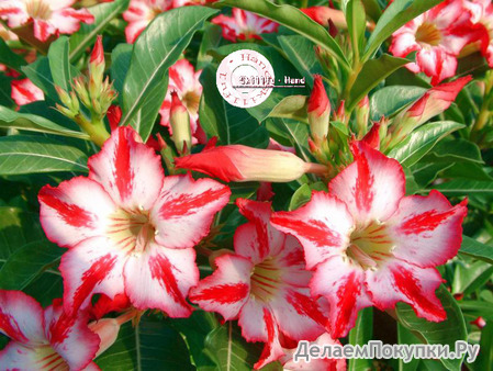 Adenium Obesum	Harry Potter 5 