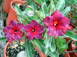 Adenium Obesum	Kaleidoscope 5 