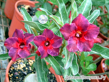 Adenium Obesum	Kaleidoscope 5 