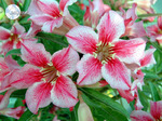 Adenium Obesum	Love affairs of Star 5 