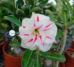 Adenium Obesum	KO_98 (5)