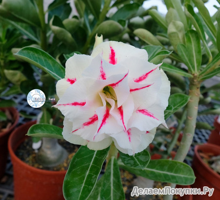 Adenium Obesum	KO_98 (5)