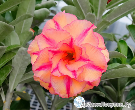 Adenium Obesum	KO_97 (5)