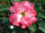 Adenium Obesum	Mermaid 5 