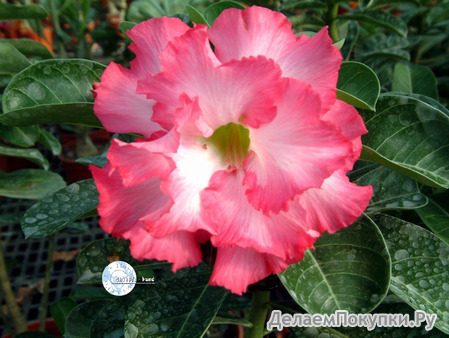 Adenium Obesum	Mermaid 5 