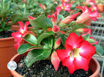 Adenium Obesum	Mini Size (PINK) 5 