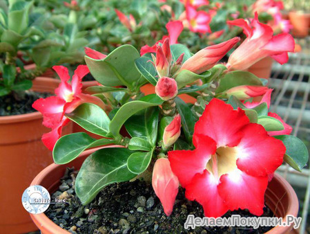 Adenium Obesum	Mini Size (PINK) 5 