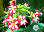 Adenium Obesum	Mini Size Sunup Star 5 